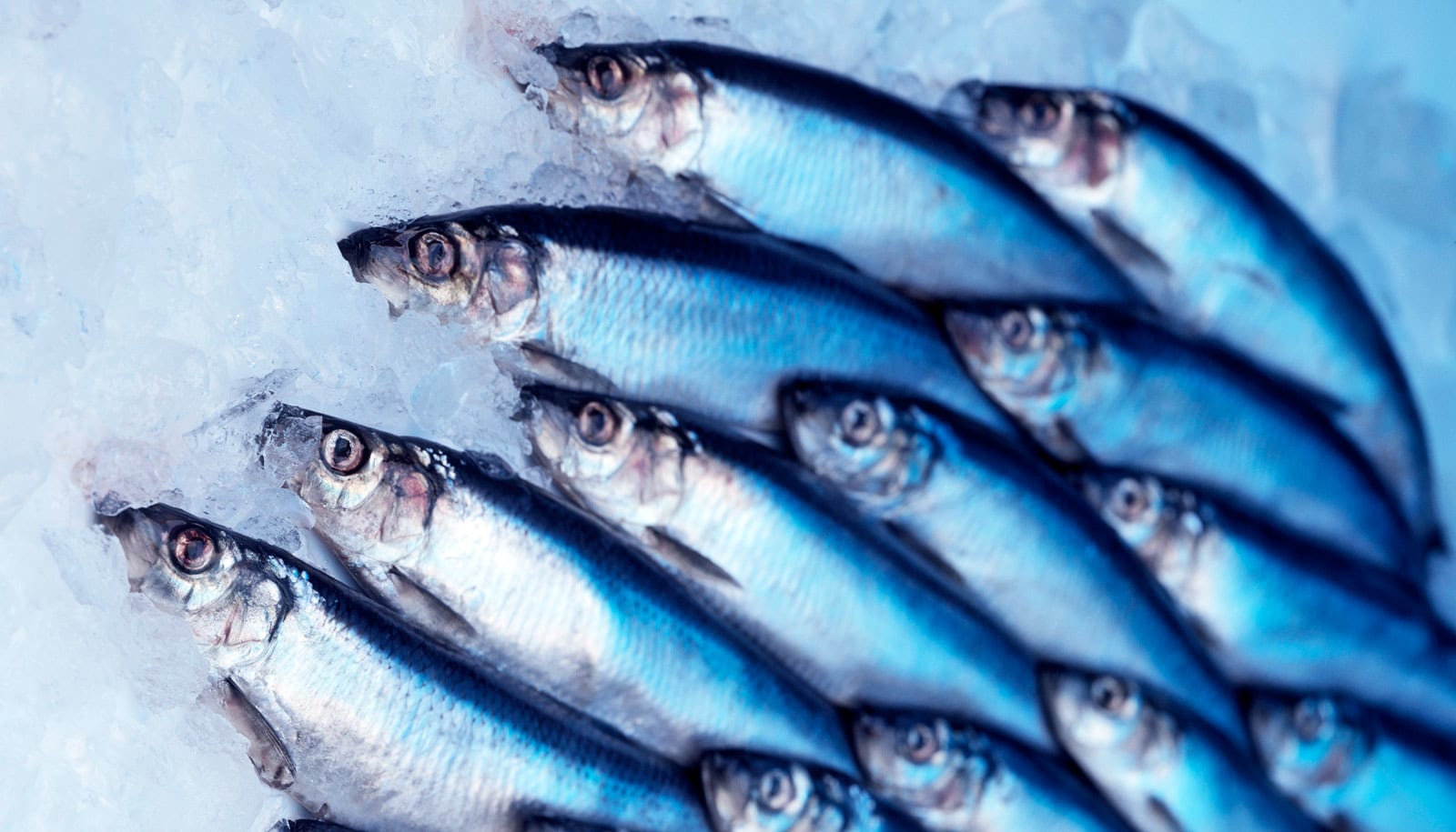 The fish we eat could soon be eating more mercury Futurity