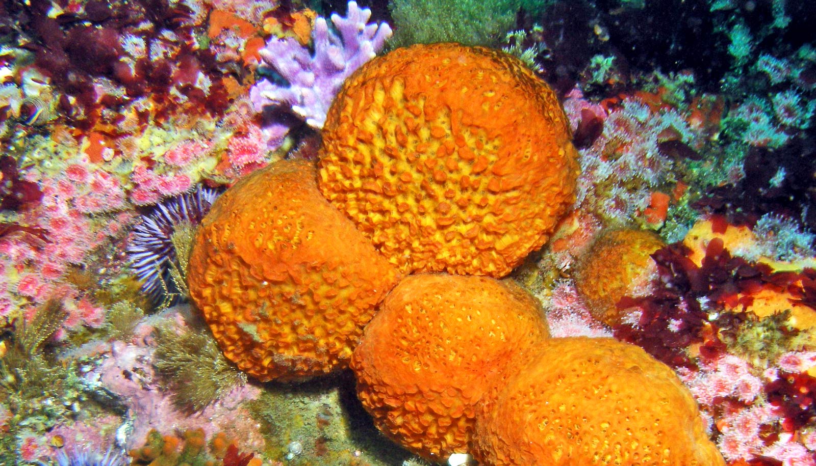 how many millimetre can sea sponges moves