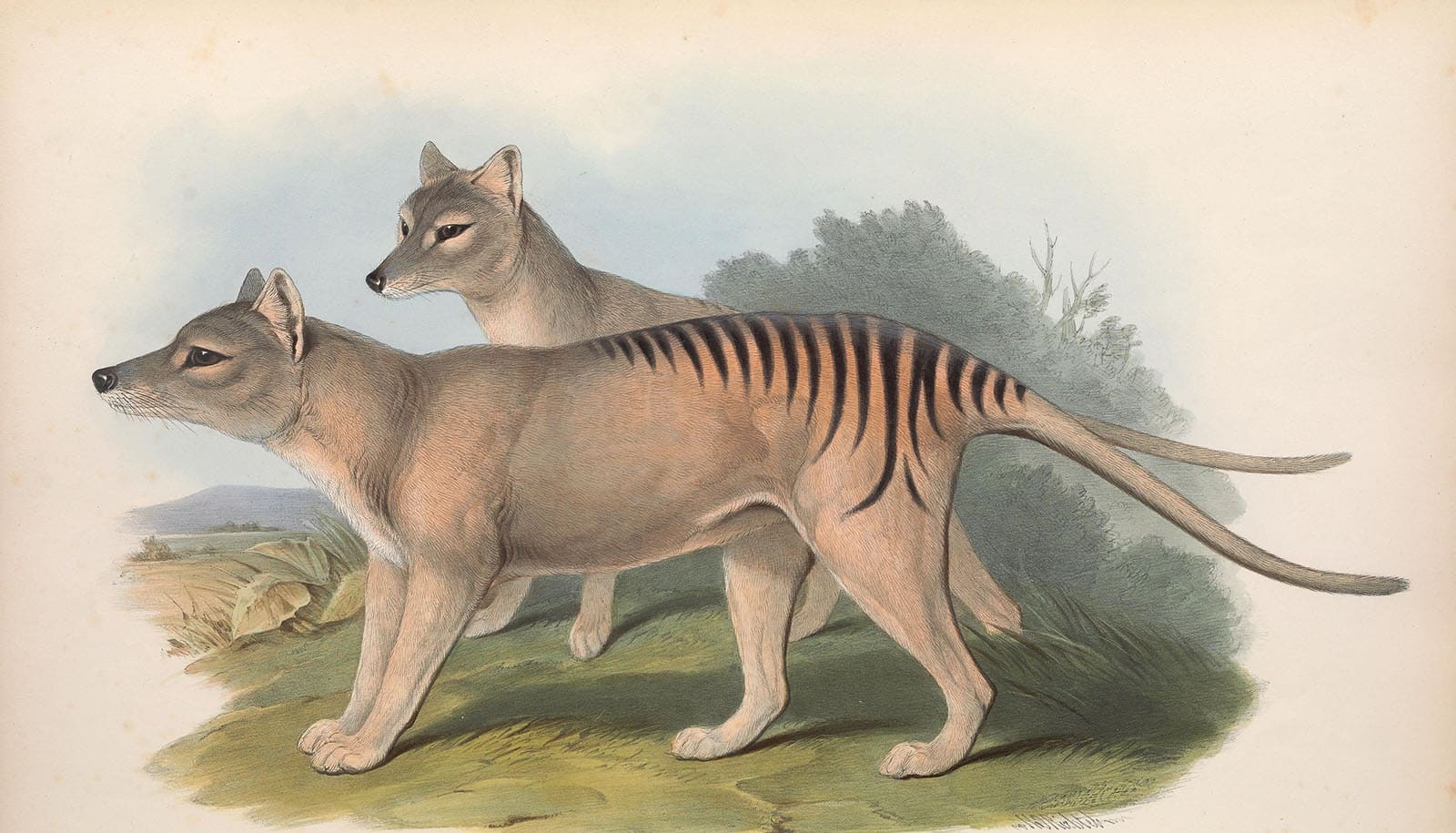 Thylacine, Tasmanian Tiger (Thylacinus cynocephalus) Dimensions & Drawings
