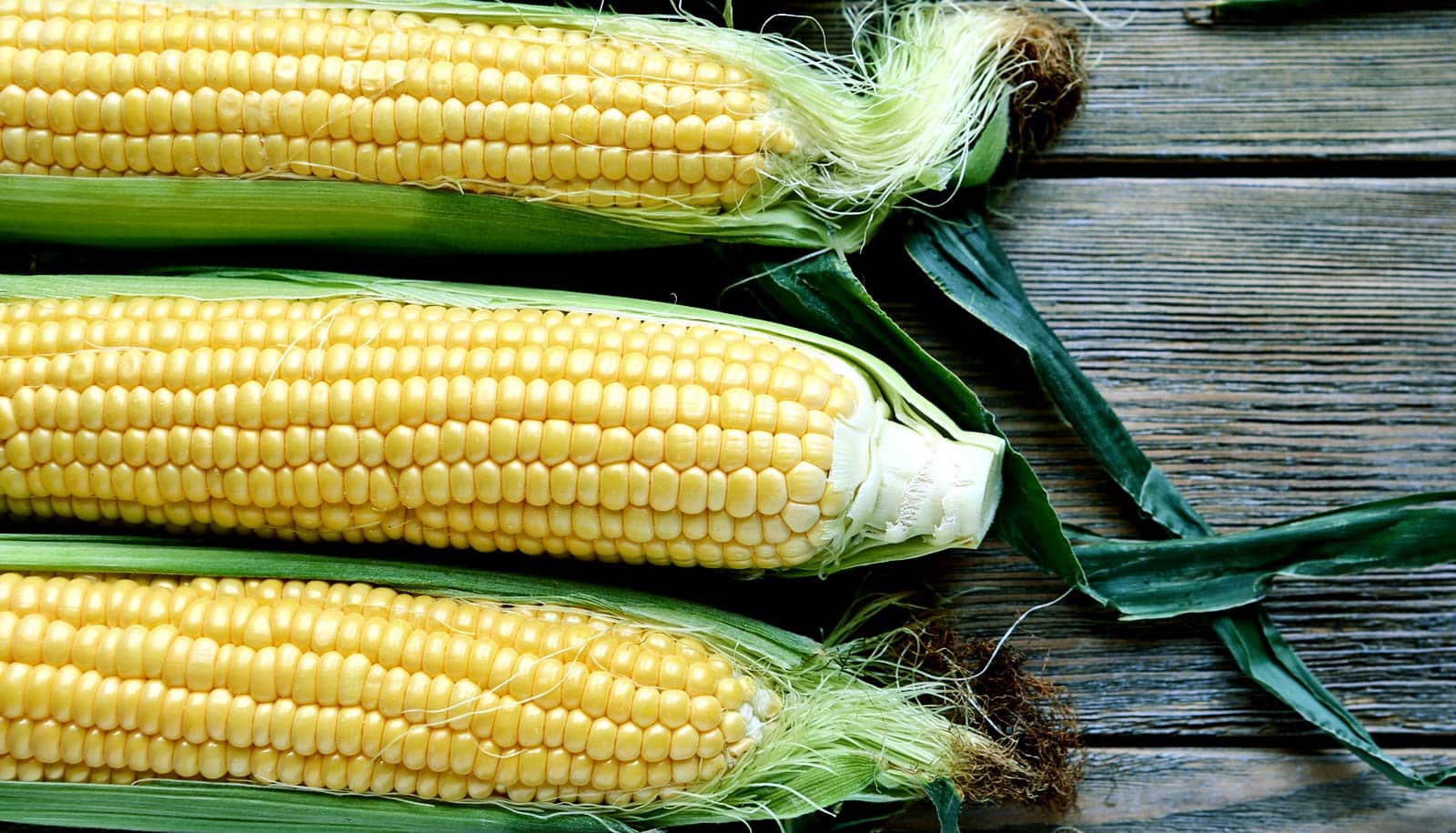 transgenic-corn-keeps-toxic-fungus-under-control-futurity