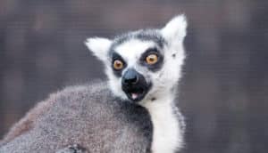 Lemur look surprised on grey backgroudn