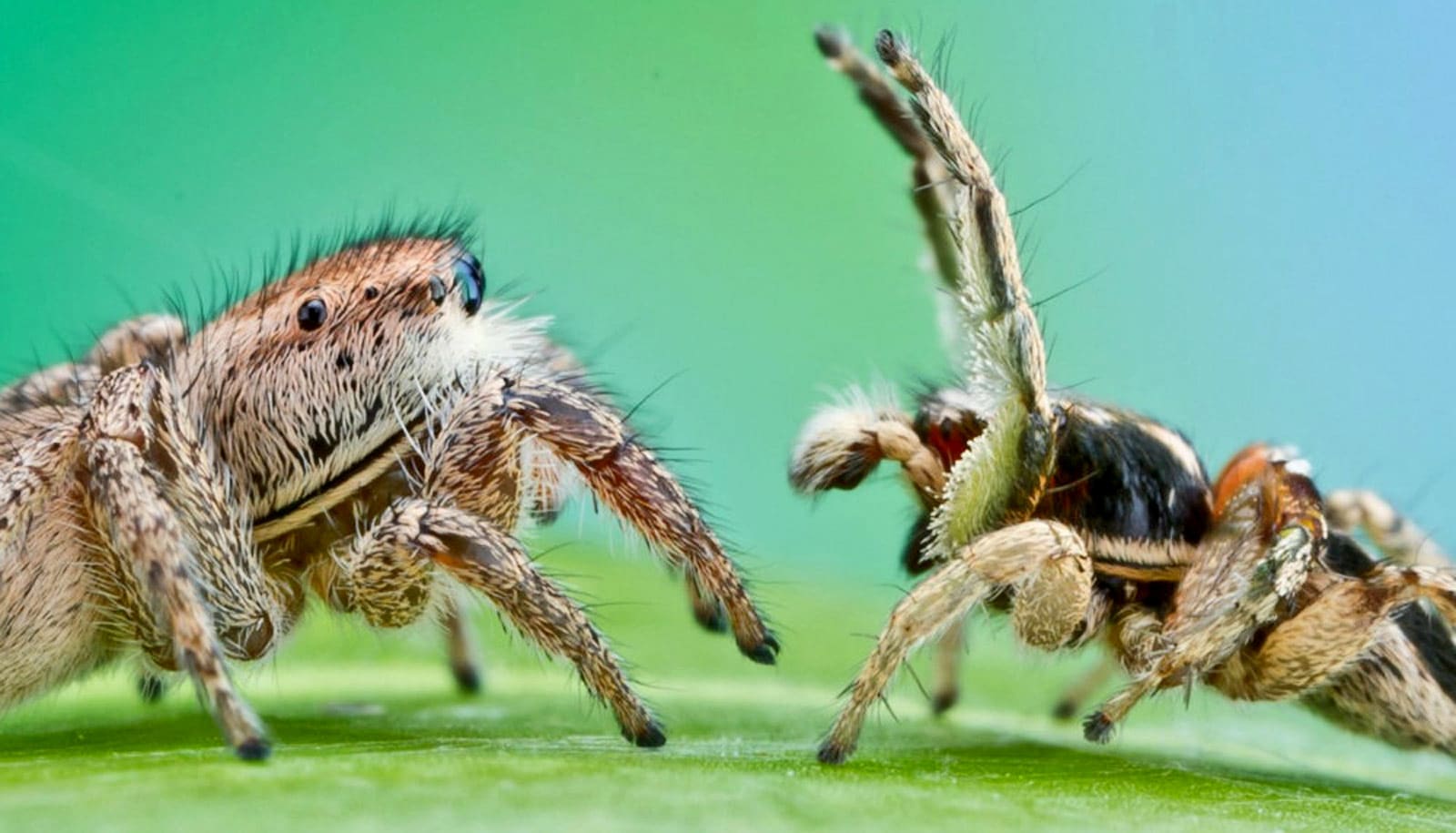 Jumping Spider Paddle Battle