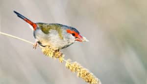 red-browed finch eating seeds