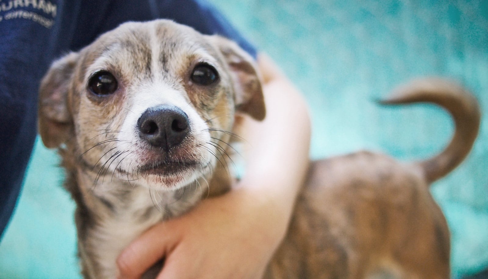 Your dog probably prefers food to toys - Futurity