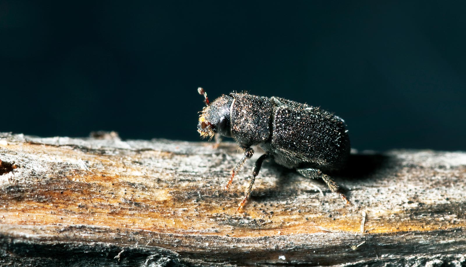 How scientists made better 'bio oil' from trees killed by beetles ...