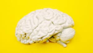 brain model on yellow