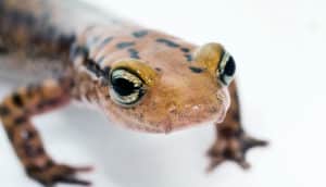 salamander face close up