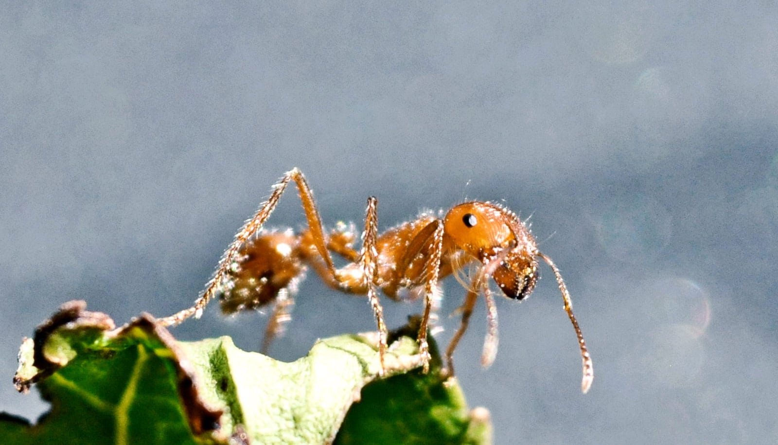 The Ant Watch, An Ingenious Way To Conceptualize Time - Hodinkee