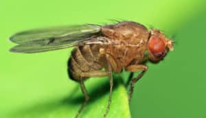 fruit fly on green background