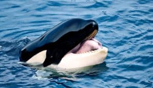 orca whale opening its mouth