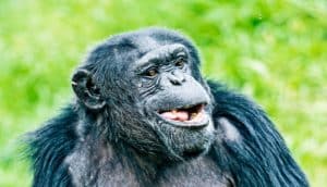 smiling ape