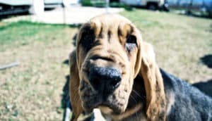 bloodhound close-up