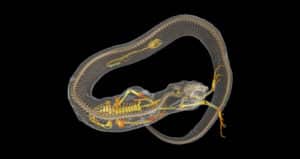 scan shows salamander and toad inside snake