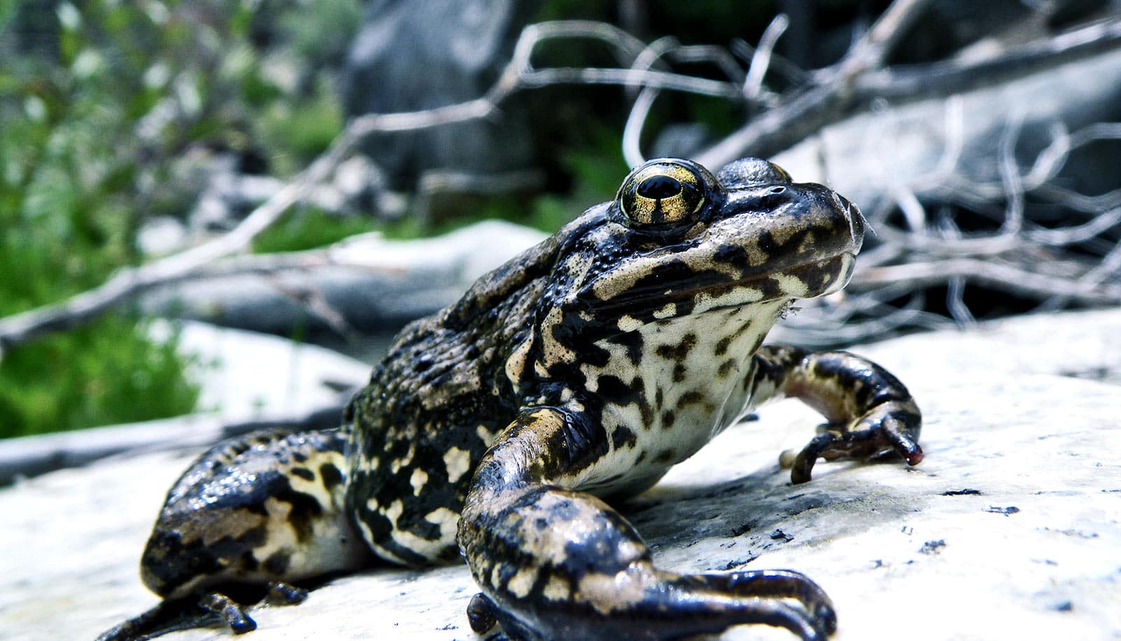 Watch: Biologists are saving this Sierra Nevada frog - Futurity