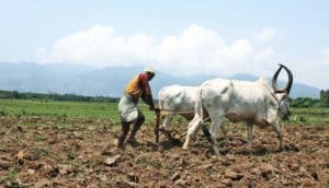 farmer with oxen in Tamil Nadu, India