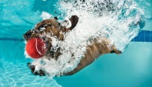 dog jumping in pool after ball