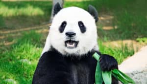 giant panda with mouth open