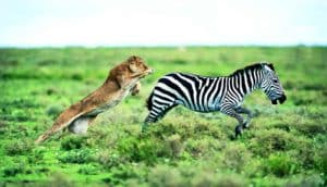 lion chasing zebra