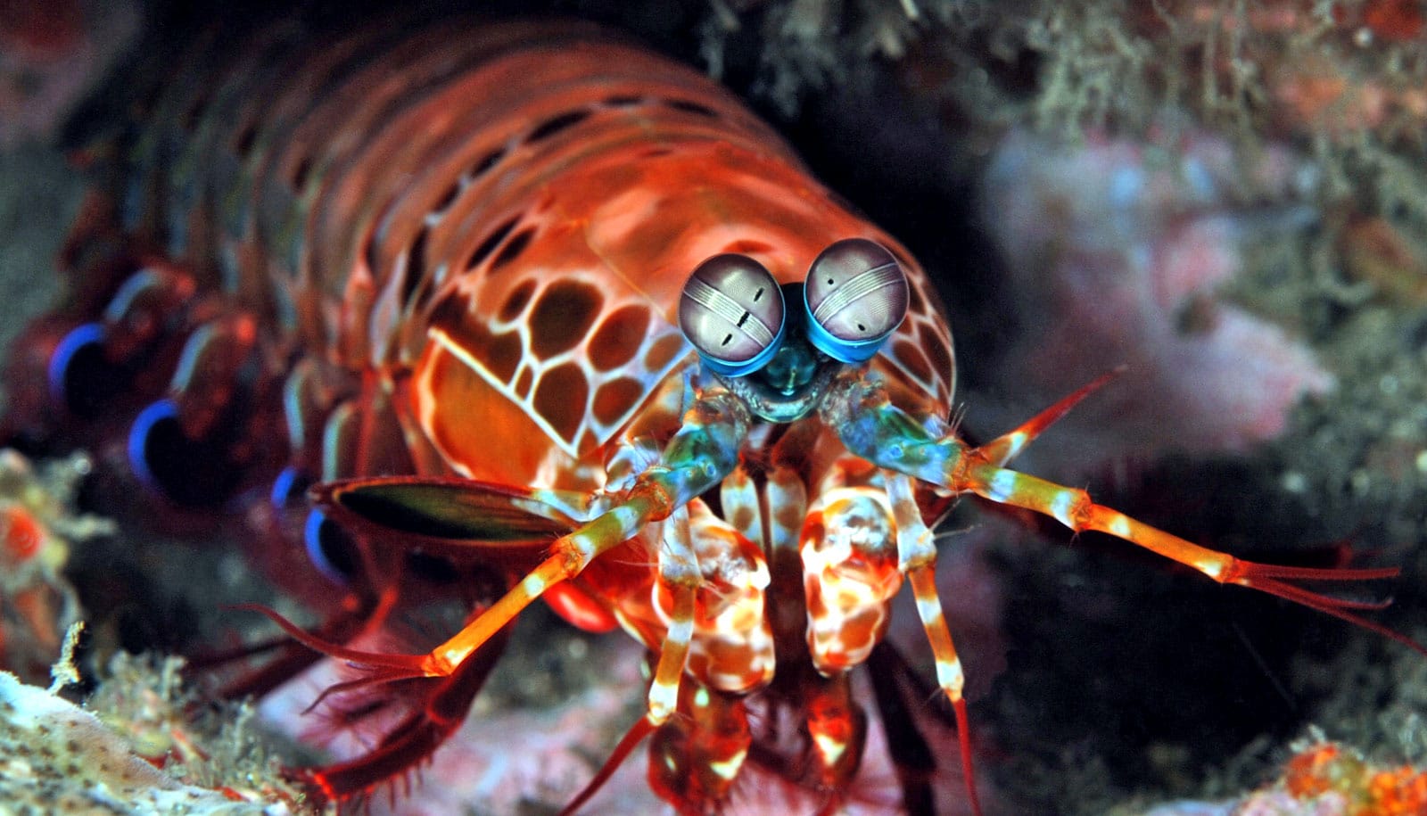 Draw A Brain Mantis Shrimp Have Really Surprising Brains - foxylaguna