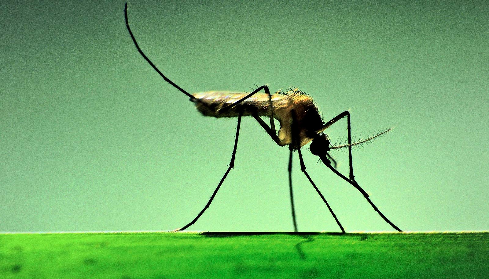 We need a mosquito emoji for public health - Futurity