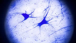 motor neurons under a microscope