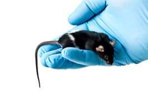 mouse in a scientist's hand