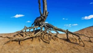 tree roots in the desert