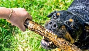 dog chewing stick