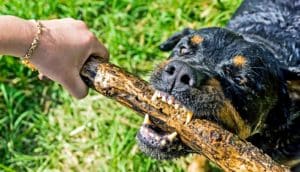 dog chewing stick