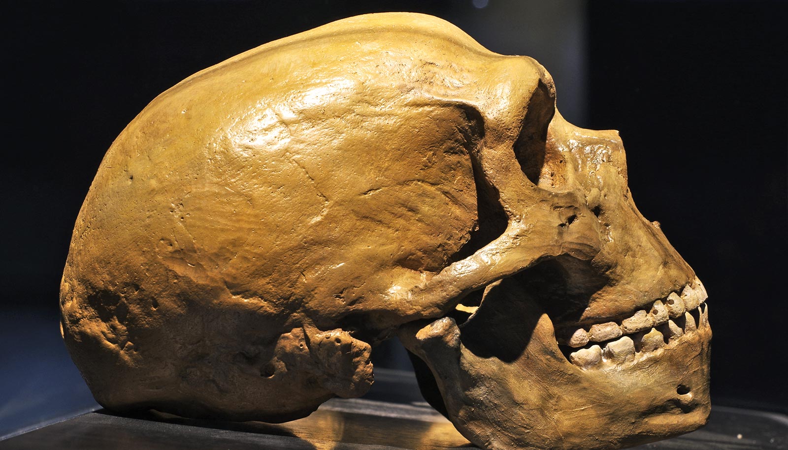Deaf, injured Neandertal survived with help from friends - Futurity
