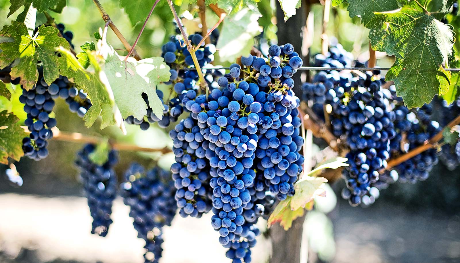 Grapes may offer drug treatment for COPD - Futurity