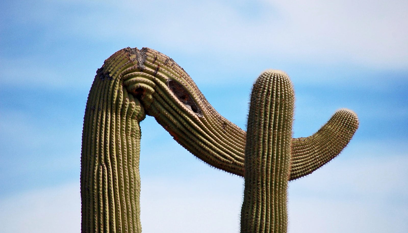 Kb home saguaro