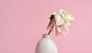 wilted white flower against pink background