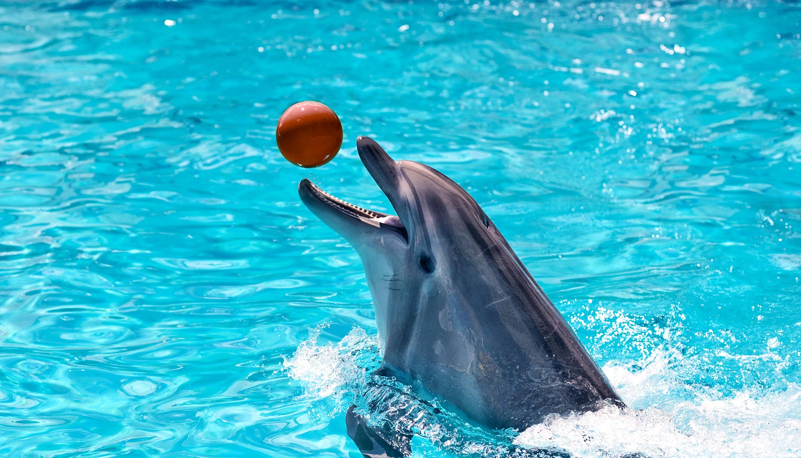 How to cheer up a dolphin in captivity - Futurity
