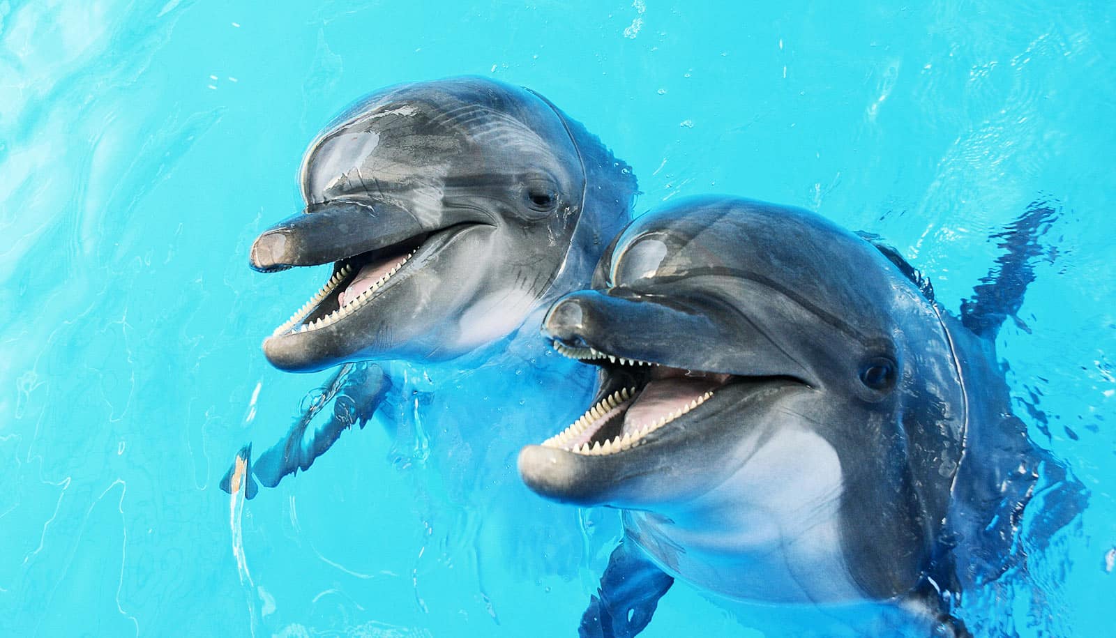 Dolphin mouths house 'dark matter of the biological world', News Center