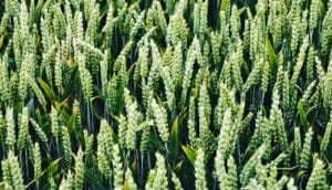 wheat field