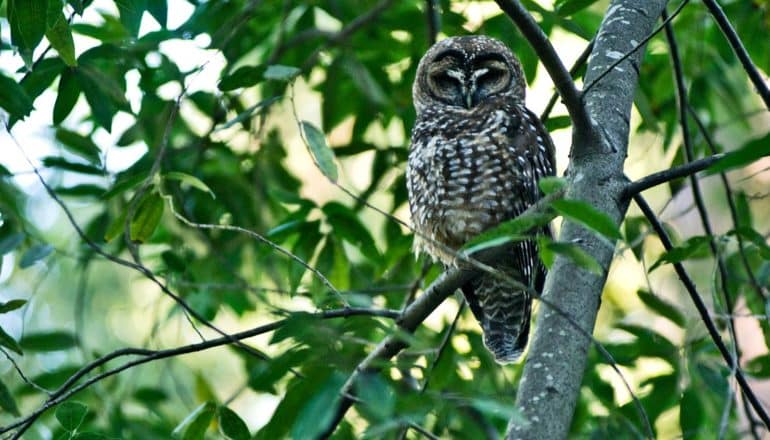 Marijuana farms are poisoning spotted owls - Futurity