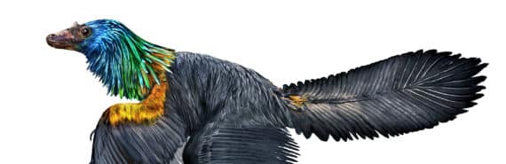 caihong dinosaur