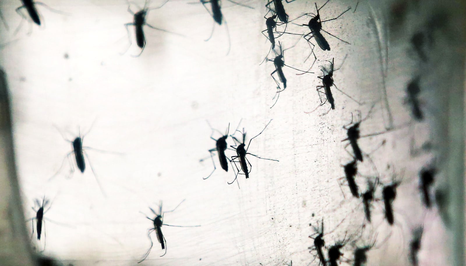 Mosquito Sex Swap Leaves Females Loyal Futurity 