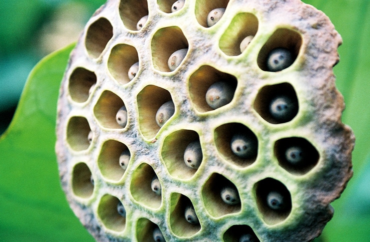 Does this image freak you out? You may suffer from trypophobia - Futurity