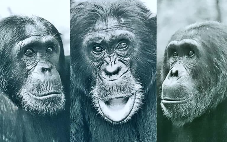 How infighting chimps led to a 4-year ‘civil war’ | LaptrinhX