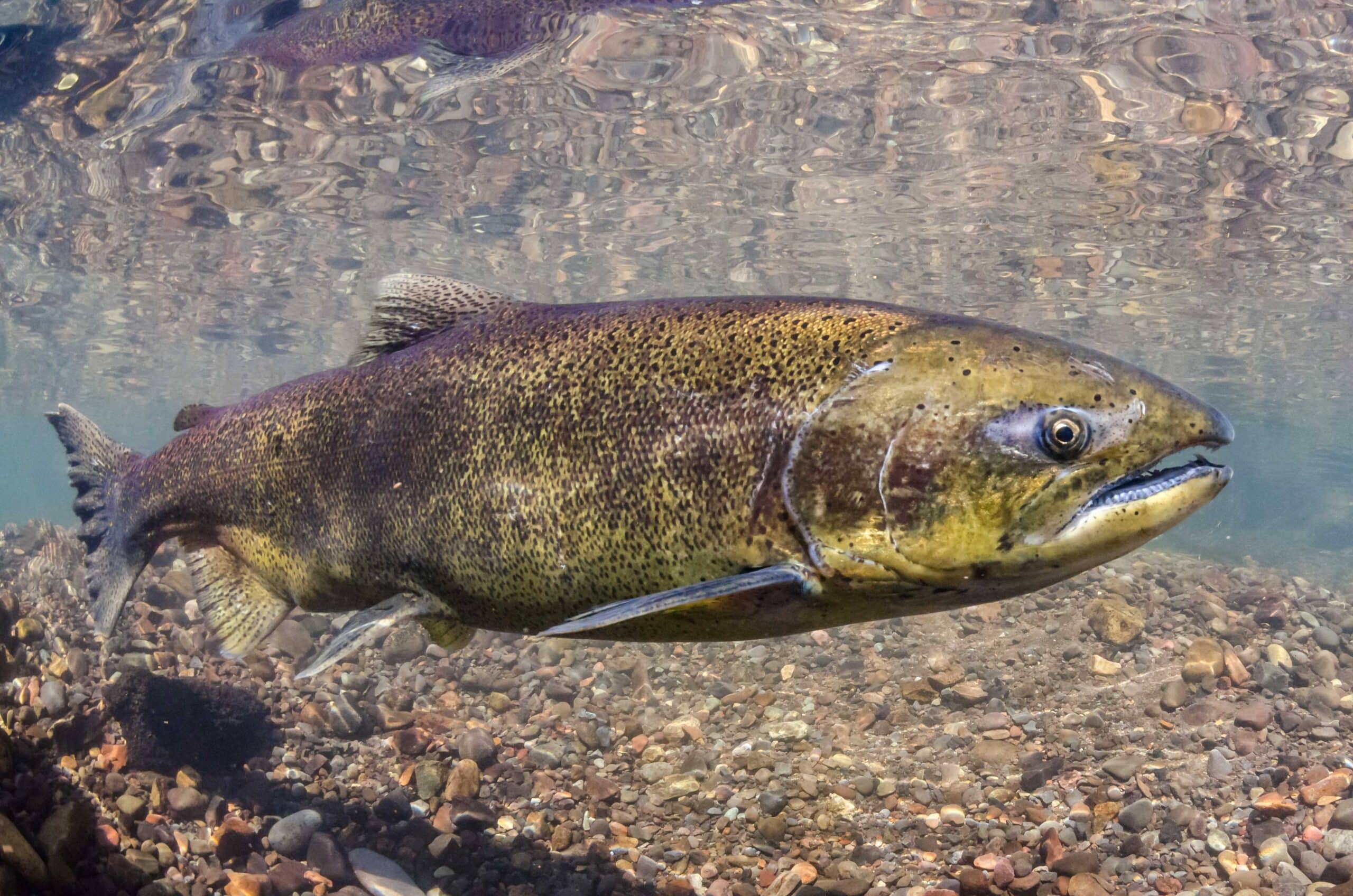 Why West Coast 'king' salmon have vanished - Futurity