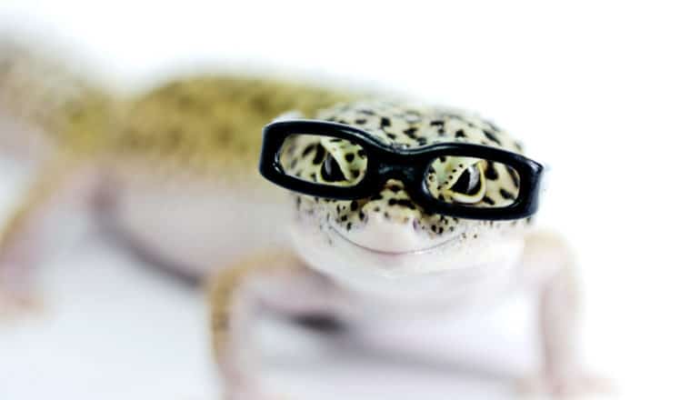 lizard-wearing-glasses_1600 - Futurity