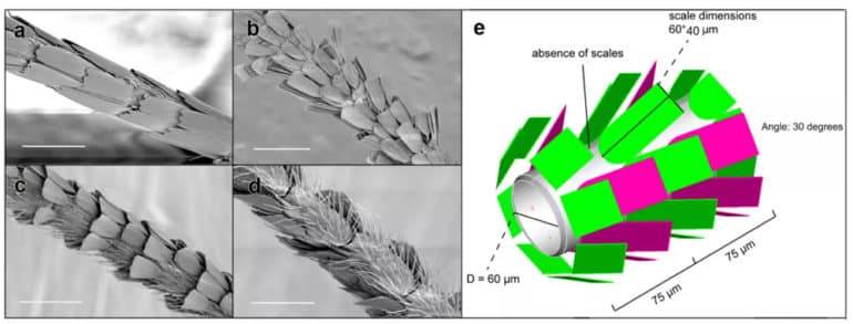 Moth Antennae Grab Sex Pheromones With Scales Not Size