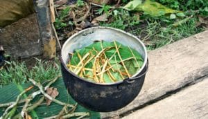 Ayahuasca preparation (psychedelic drugs concept)