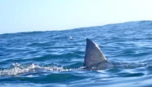 shark fin poking above water