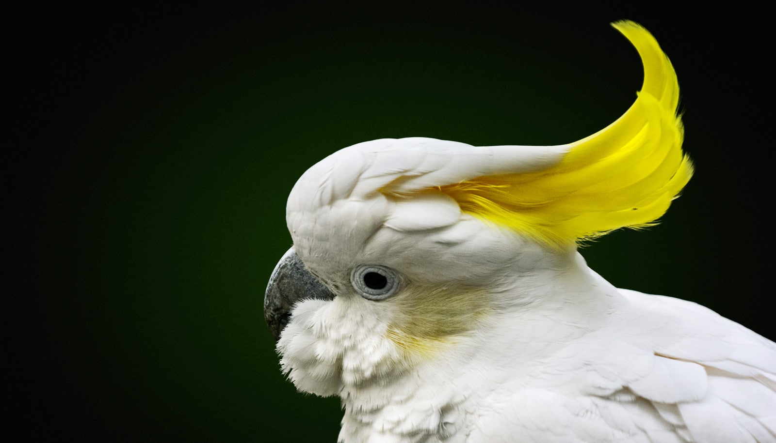 Cockatoo Prints: Over 6,361 Royalty-Free Licensable Stock Illustrations &  Drawings | Shutterstock