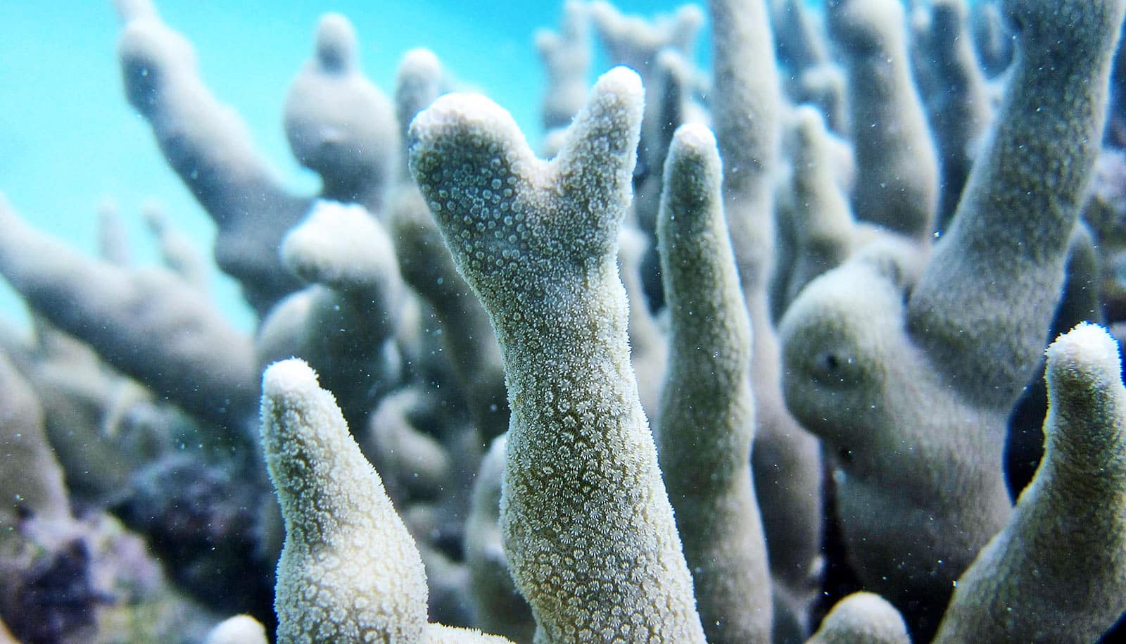 Tiny snails suck the life out of stressed corals - Futurity