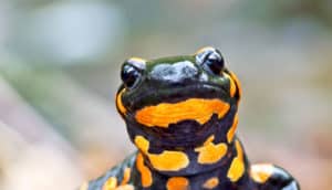 salamander with orange spots