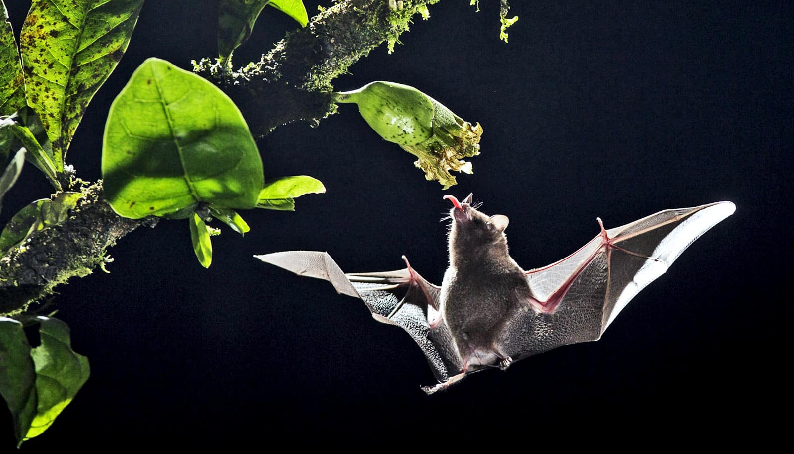 Ingenuity at Play in Making Bat Catching Nets - Help us to get Josh to  Galapagos to continue his work with the little red bat & the hoary bat. -  Givealittle